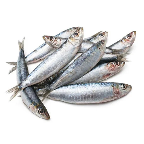 Frozen Fresh Sardine Fish